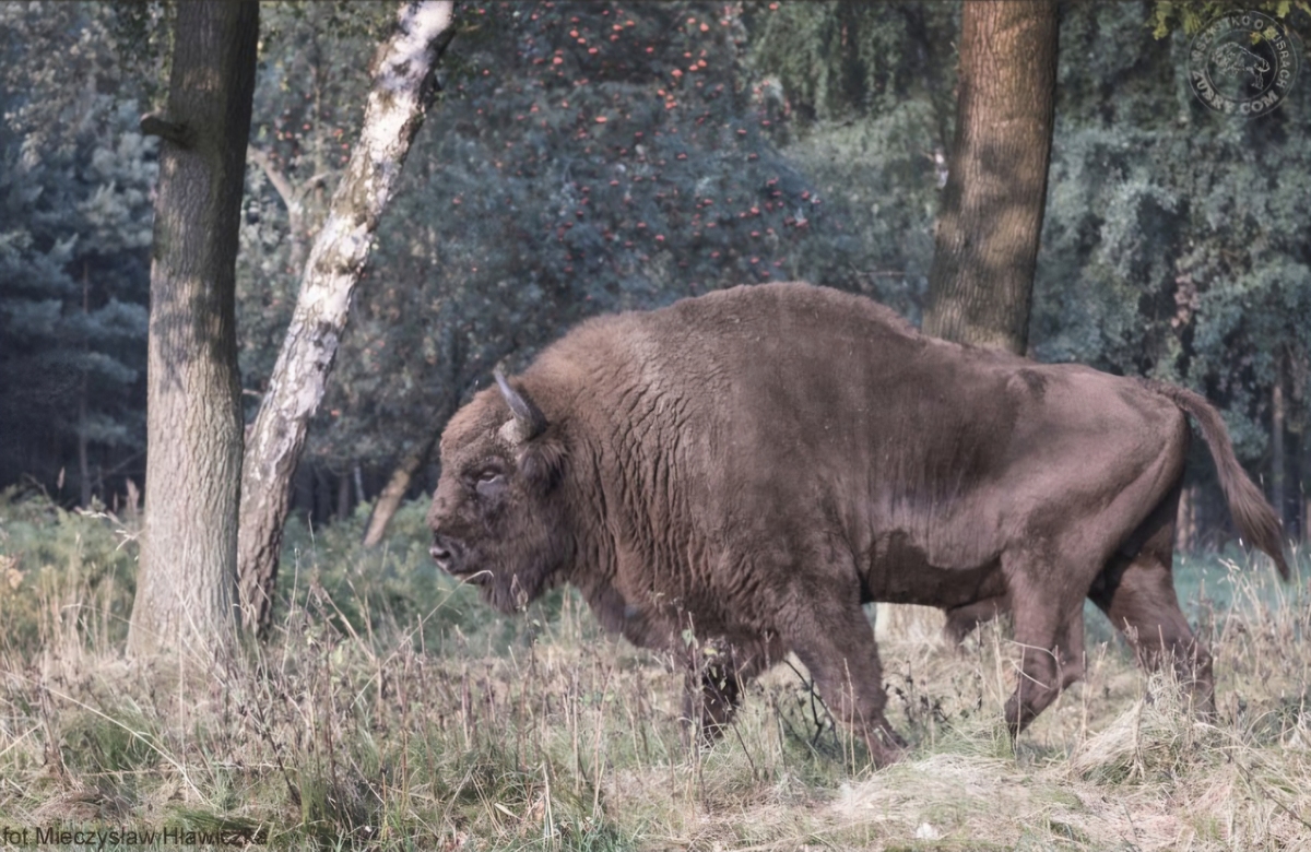 Żubr zaatakował ciężarną turystkę w Puszczy Boreckiej. Kobieta trafiła do szpitala w Giżycku